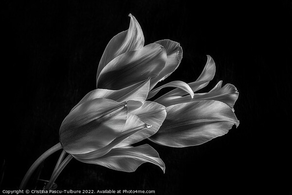 Monochrome tulips Picture Board by Cristina Pascu-Tulbure