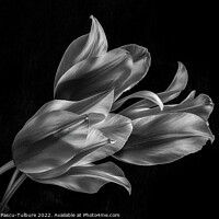 Buy canvas prints of Monochrome tulips by Cristina Pascu-Tulbure