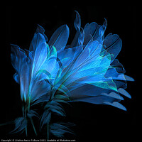 Buy canvas prints of Blue lilies by Cristina Pascu-Tulbure