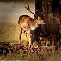 Buy canvas prints of A young stag in the woods by Colin Flatters
