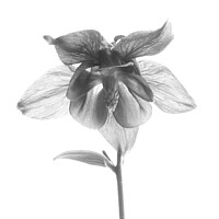 Buy canvas prints of Aquilegia vulgaris in Monochrome by Colin Flatters