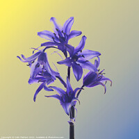 Buy canvas prints of Hyacinthoides hispanica in Colour  by Colin Flatters