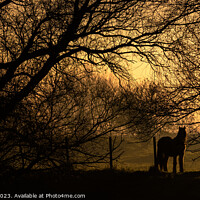 Buy canvas prints of Pony Grazing at sunset - River Welland, Deeping StJames by Colin Flatters