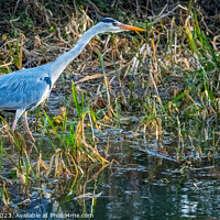 Buy canvas prints of Majestic Grey Heron Harpoons Dinner by Colin Flatters