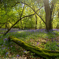 Buy canvas prints of Enchanted Bluebell Woodland by Colin Flatters