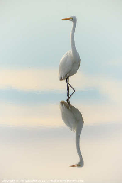 Elegant Egret Picture Board by Neil Edwards