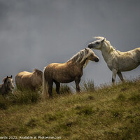 Buy canvas prints of Welsh Mountain Ponies by Neil Edwards