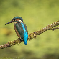 Buy canvas prints of The Kingfisher by Neil Edwards