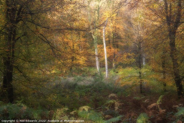 Autumn Light Picture Board by Neil Edwards