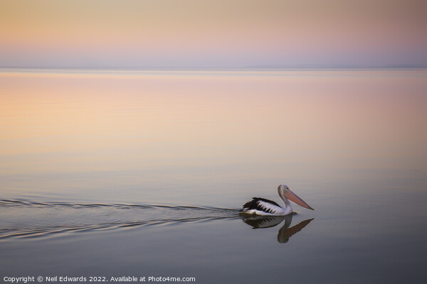 Blue Hour Pelican  Picture Board by Neil Edwards