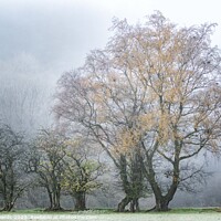 Buy canvas prints of The Changing Seasons by Neil Edwards