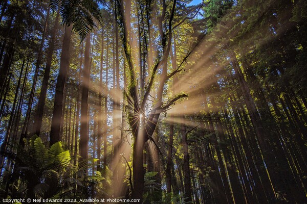 Spectacular sun rays the Otway Ranges Picture Board by Neil Edwards