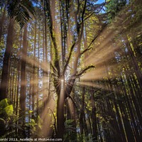 Buy canvas prints of Spectacular sun rays the Otway Ranges by Neil Edwards