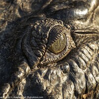 Buy canvas prints of Eye of the Croc by Neil Edwards