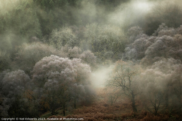 Autumn Fog Picture Board by Neil Edwards