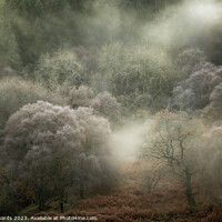Buy canvas prints of Autumn Fog by Neil Edwards