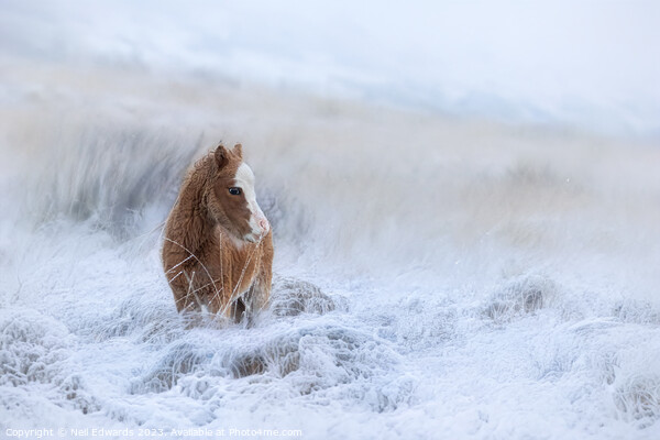 Welsh Mountain Pony in the Snow Picture Board by Neil Edwards