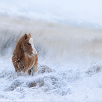 Buy canvas prints of Welsh Mountain Pony in the Snow by Neil Edwards