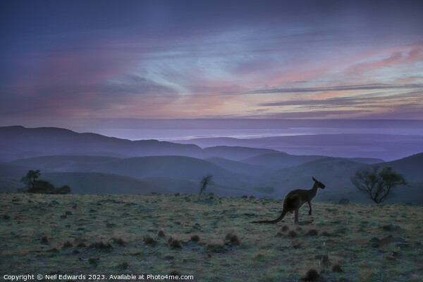 Kangaroo Sunset Picture Board by Neil Edwards