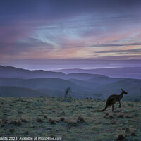 Buy canvas prints of Kangaroo Sunset by Neil Edwards