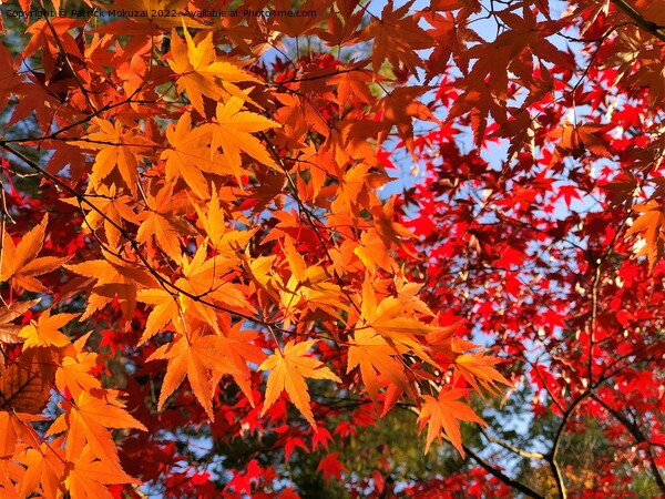 Autumn Leaves in Japan Picture Board by Patrick Mokuzai
