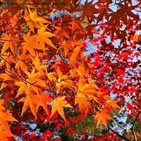 Buy canvas prints of Autumn Leaves in Japan by Patrick Mokuzai