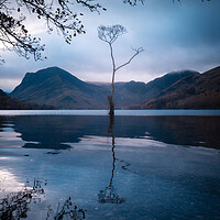 Buy canvas prints of Buttermere Lake with the Lone Tree by Alan Wise