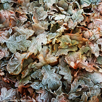 Buy canvas prints of Frosty Winter Fallen Oak Leaves by Ian Derry