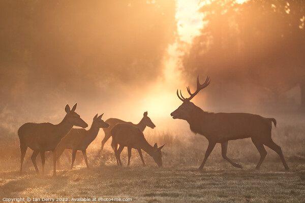 Rutting Red Deer at Sunrise Picture Board by Ian Derry