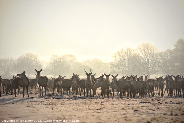Red Deer Herd Picture Board by Ian Derry