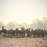 Buy canvas prints of Red Deer Herd by Ian Derry
