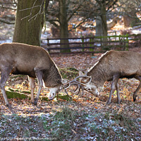 Buy canvas prints of Red Deer Sparring  by Ian Derry