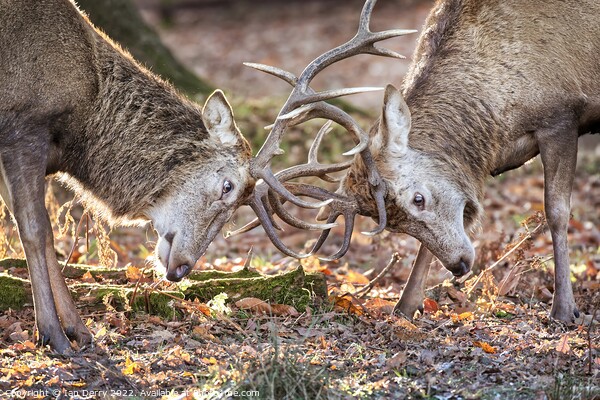 Red Deer Sparring 2 Picture Board by Ian Derry