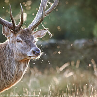 Buy canvas prints of Stag antler bokeh by Ian Derry