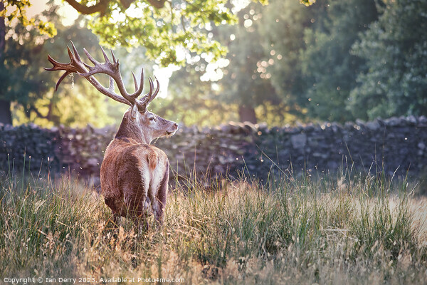 A deer standing in tall grass Picture Board by Ian Derry