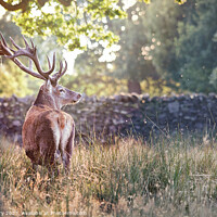 Buy canvas prints of A deer standing in tall grass by Ian Derry