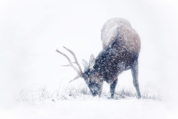 Red Deer Stag in the snow Picture Board by Ian Derry