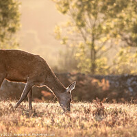 Buy canvas prints of Red Deer Hind at  dusk by Ian Derry
