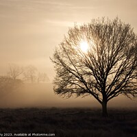 Buy canvas prints of Sunrise Tree Silhouette  by Ian Derry