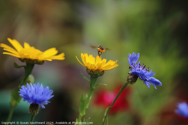 Summer is buzzing Picture Board by Susan Southward