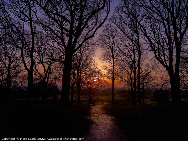 Sunset silhouettes at Badbury Rings Picture Board by Mark Searle