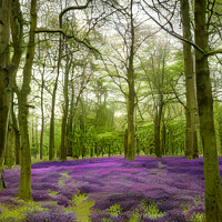 Buy canvas prints of Dockey Wood Forest Ashridge Estate Graphic by Dina Rolle