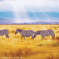 Buy canvas prints of Zebras-African Wild Animals by Dina Rolle
