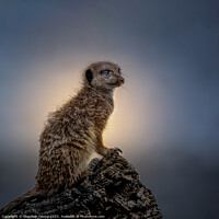 Buy canvas prints of Territorial Meerkat Keeps Watch at Sunset by Stephen Young