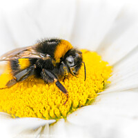 Buy canvas prints of Bee on Flower by Stephen Young