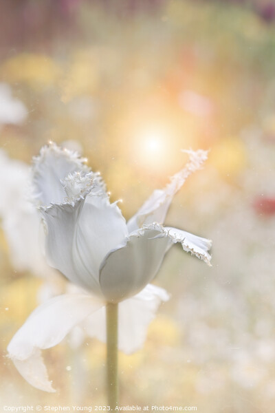 Dusty White Tulip Flower Picture Board by Stephen Young