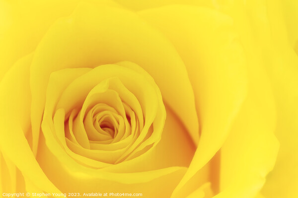 Yellow Rose Picture Board by Stephen Young