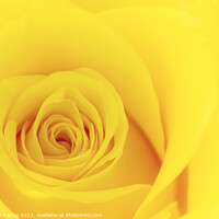 Buy canvas prints of Yellow Rose by Stephen Young