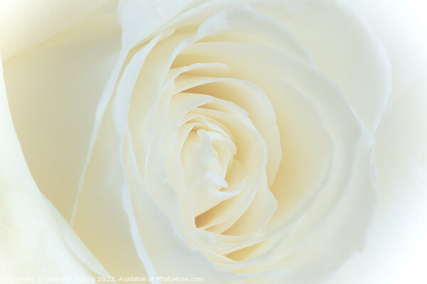 White Rose Flower Picture Board by Stephen Young
