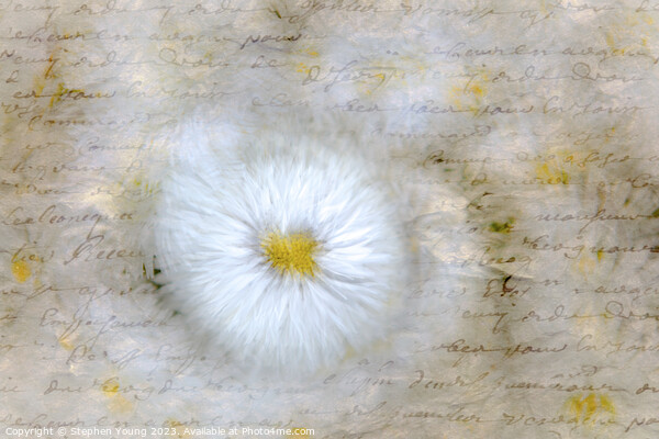 Daisy Love Letter Picture Board by Stephen Young